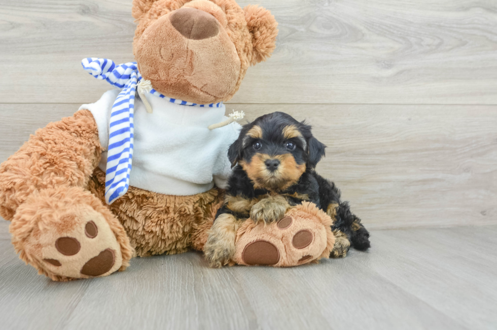7 week old Yorkie Poo Puppy For Sale - Lone Star Pups