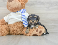 8 week old Yorkie Poo Puppy For Sale - Lone Star Pups