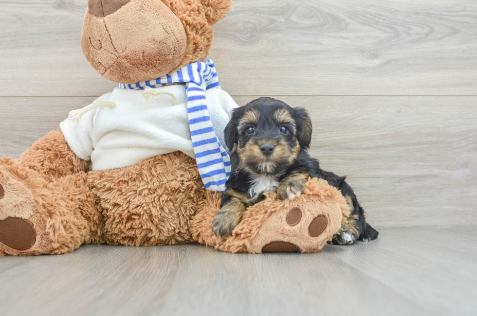 6 week old Yorkie Poo Puppy For Sale - Lone Star Pups