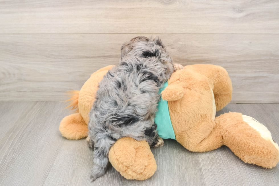 Yorkie Poo Puppy for Adoption