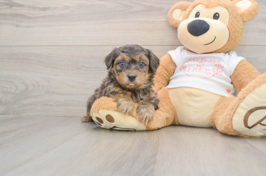 Yorkie Poo Pup Being Cute