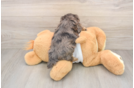 Best Yorkie Poo Baby