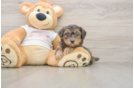 Little Yorkie Poodle Mix Poodle Mix Puppy