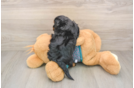 Best Yorkie Poo Baby
