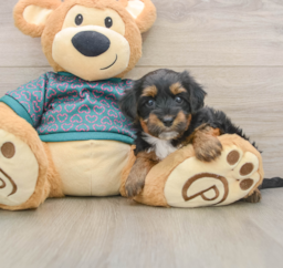 7 week old Yorkie Poo Puppy For Sale - Lone Star Pups