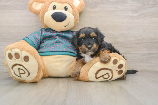 Happy Yorkie Poo Baby