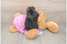 Small Yorkie Poo Baby