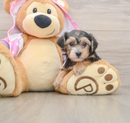 7 week old Yorkie Poo Puppy For Sale - Lone Star Pups