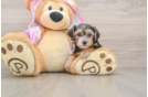 Playful Yo Yo Poo Poodle Mix Puppy