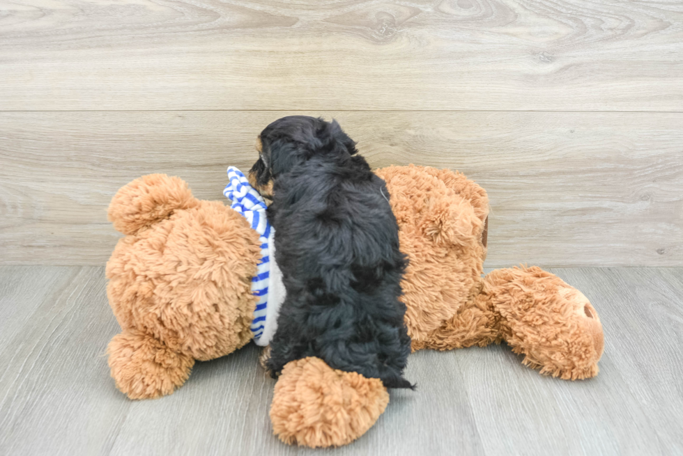 Friendly Yorkie Poo Baby