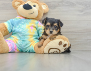 5 week old Yorkie Poo Puppy For Sale - Lone Star Pups