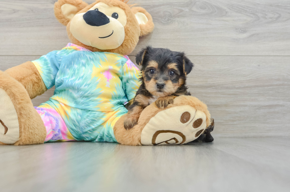 5 week old Yorkie Poo Puppy For Sale - Lone Star Pups