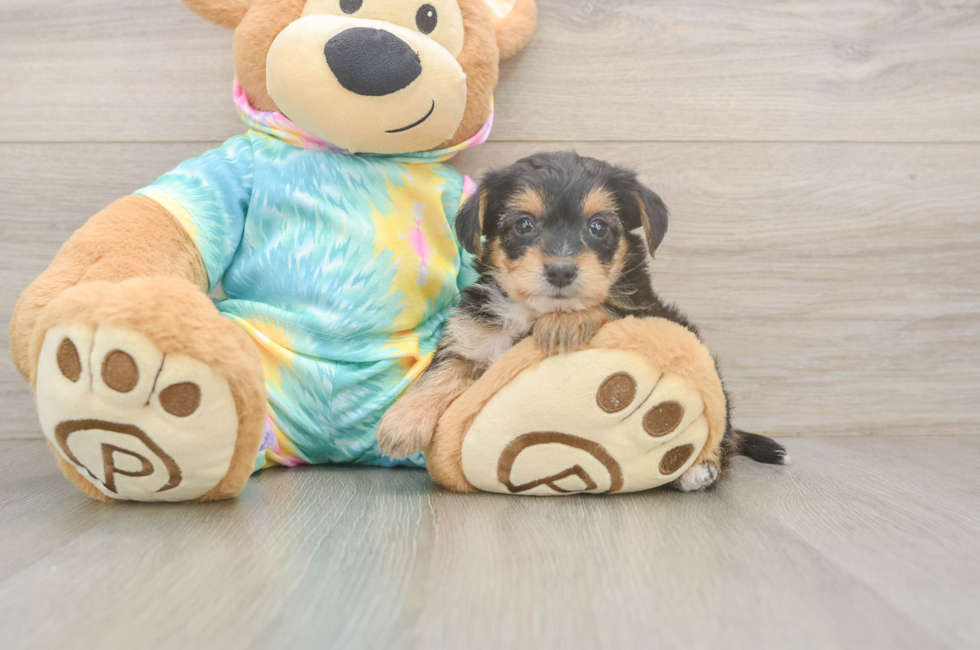 5 week old Yorkie Poo Puppy For Sale - Lone Star Pups