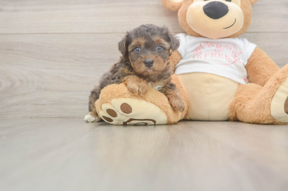 6 week old Yorkie Poo Puppy For Sale - Lone Star Pups