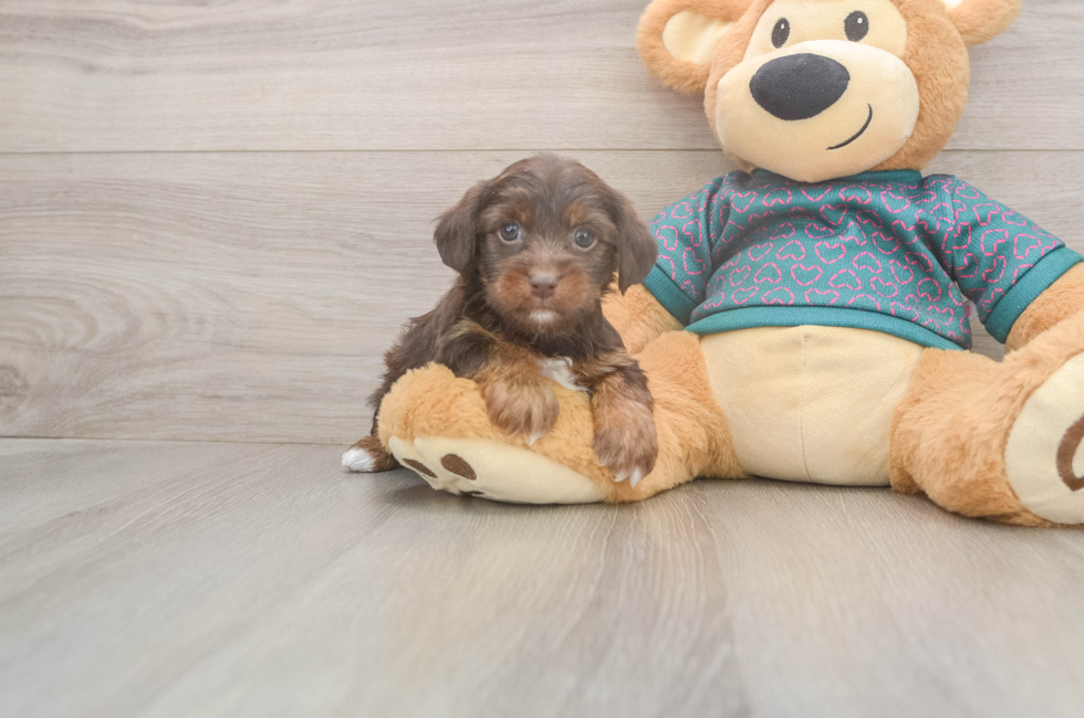 5 week old Yorkie Poo Puppy For Sale - Lone Star Pups