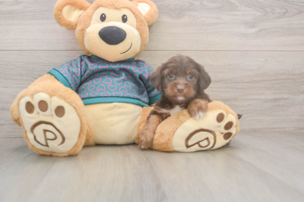 Hypoallergenic Yorkie Doodle Poodle Mix Puppy