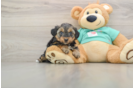 Small Yorkie Poo Baby