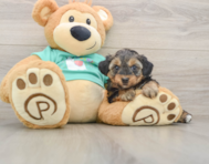 9 week old Yorkie Poo Puppy For Sale - Lone Star Pups