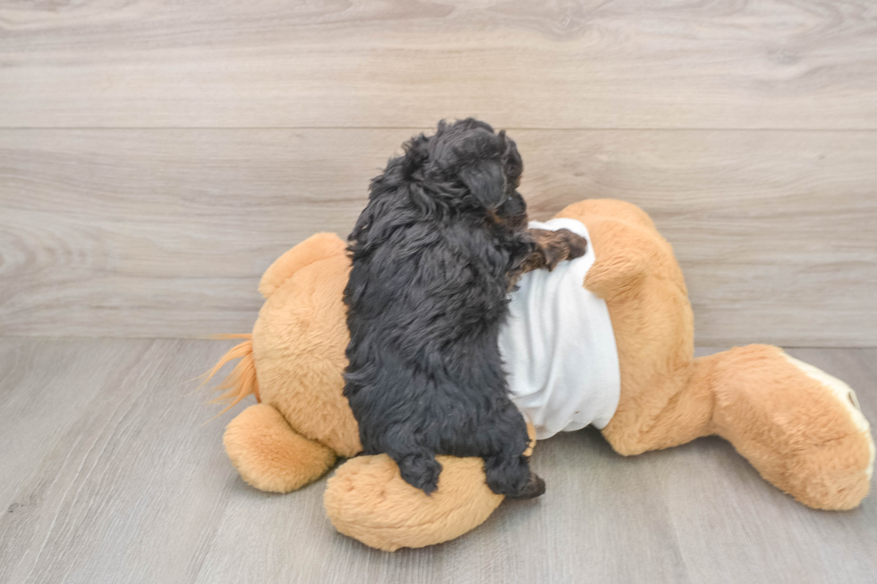 Yorkie Poo Puppy for Adoption