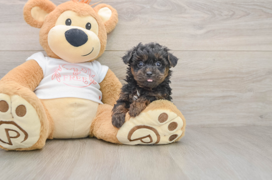 Small Yorkie Poo Baby