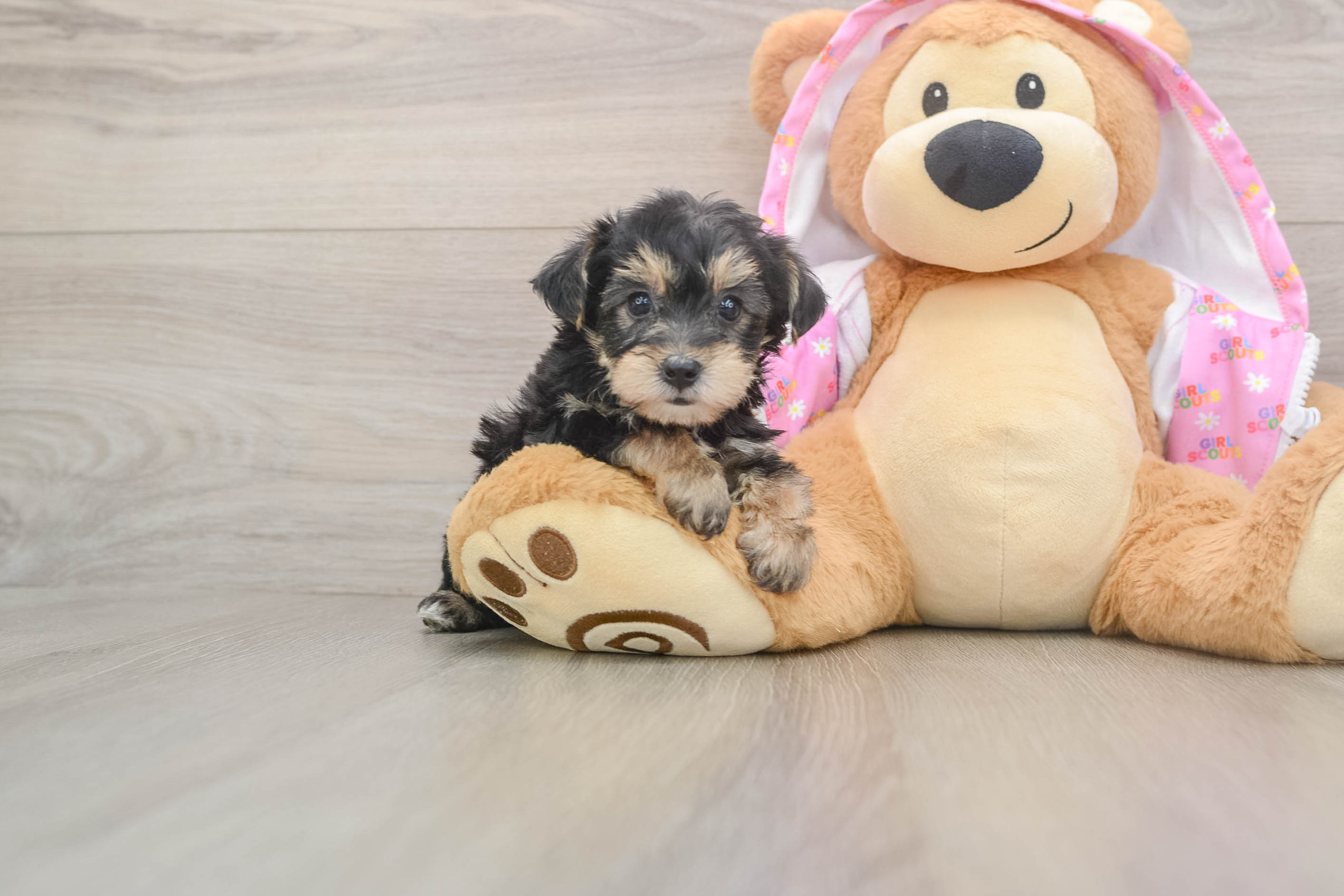 Sweet Yorkie Poo Baby