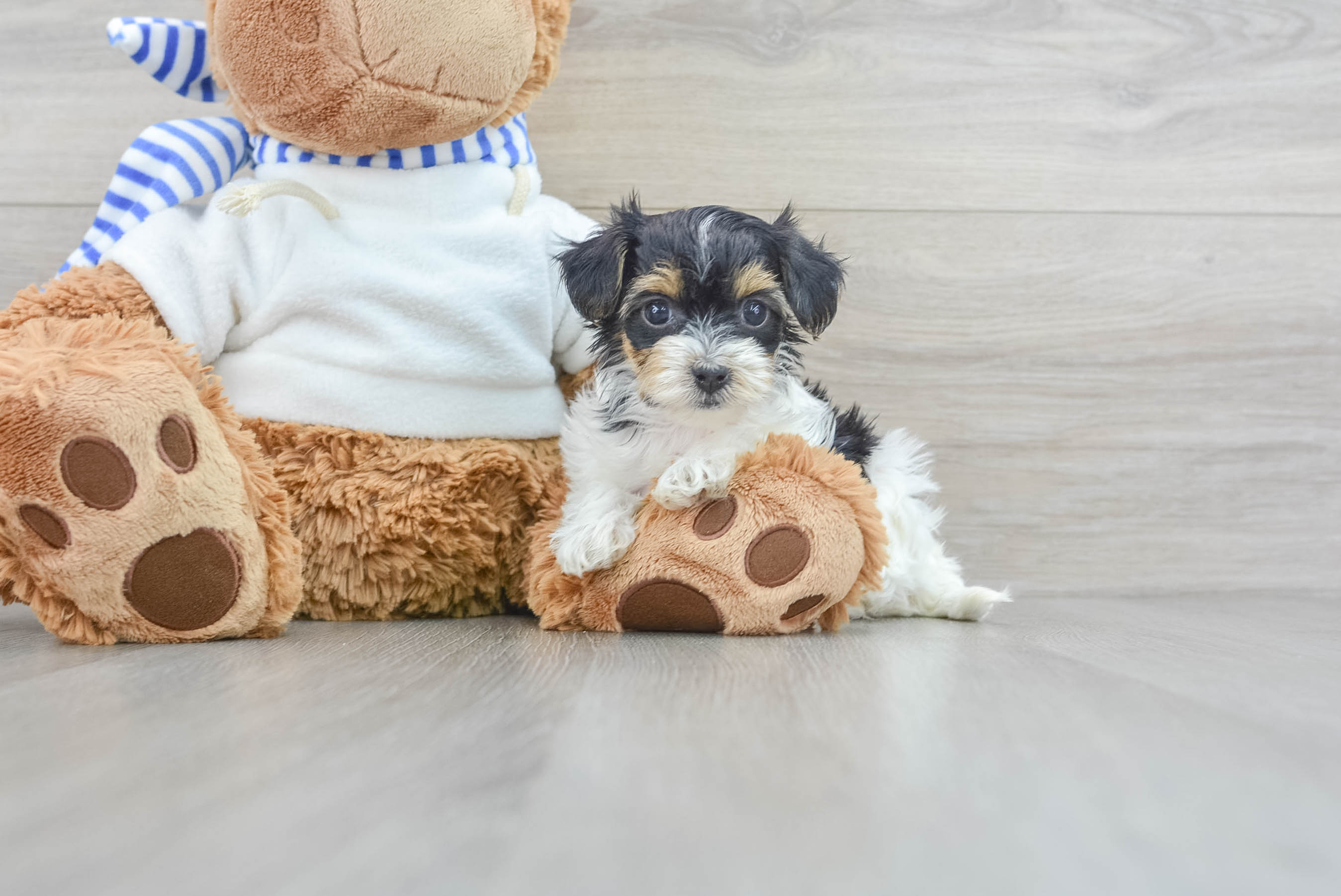 Yorkie and sale poodle mix puppies