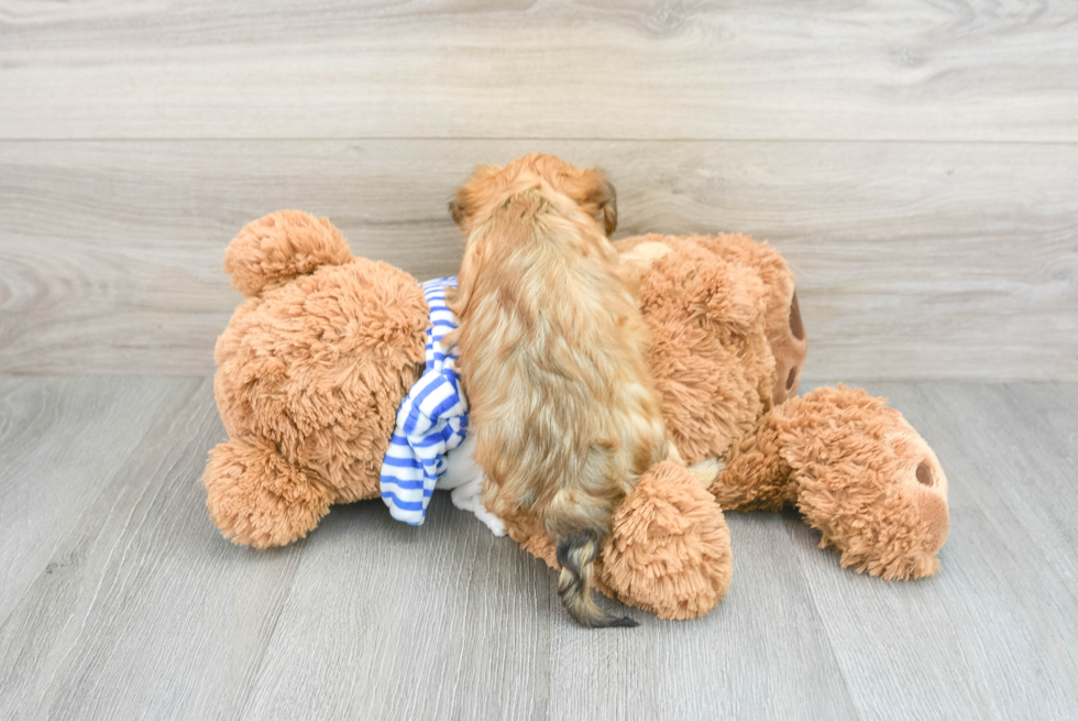 Yorkie Poo Puppy for Adoption
