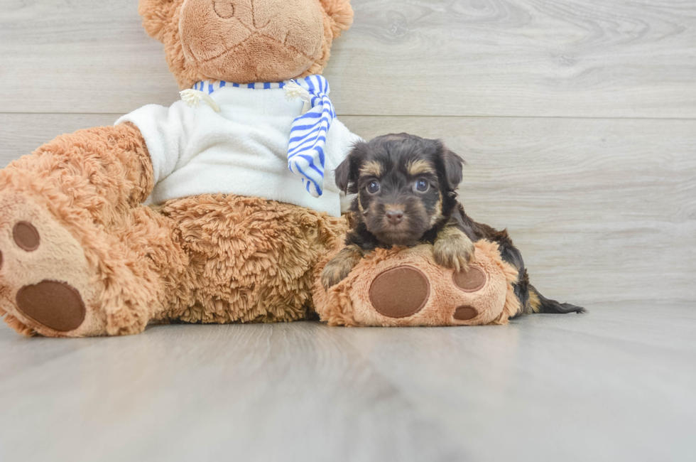 6 week old Yorkie Poo Puppy For Sale - Lone Star Pups