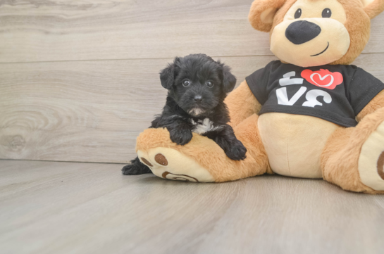 Petite Yorkie Poo Poodle Mix Pup