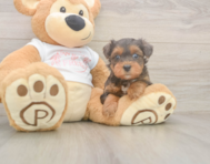 8 week old Yorkie Poo Puppy For Sale - Lone Star Pups