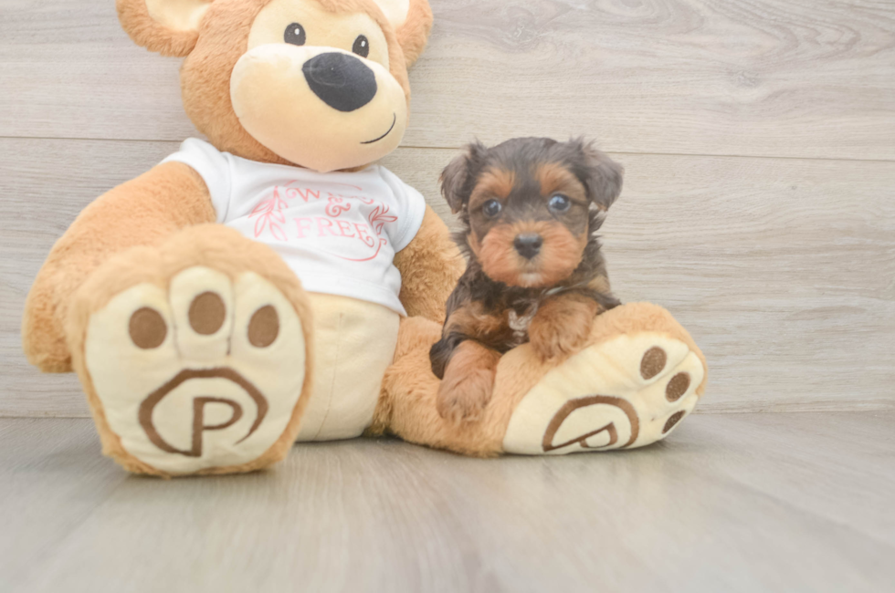 6 week old Yorkie Poo Puppy For Sale - Lone Star Pups