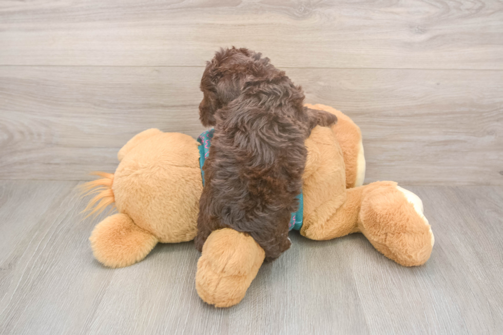 Yorkie Poo Pup Being Cute