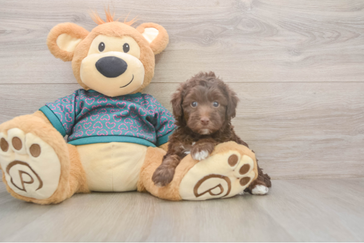 Cute Yorkie Poo Baby