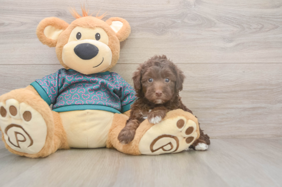 5 week old Yorkie Poo Puppy For Sale - Lone Star Pups