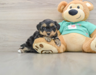 9 week old Yorkie Poo Puppy For Sale - Lone Star Pups