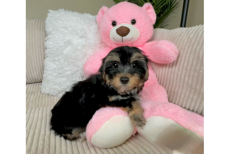 Cute Yorkie Poo Poodle Mix Pup