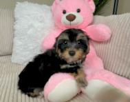 9 week old Yorkie Poo Puppy For Sale - Lone Star Pups