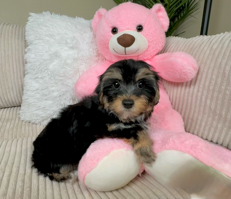 Cute Yorkie Poo Poodle Mix Pup