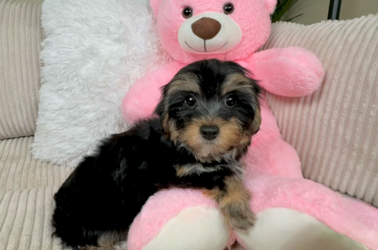Cute Yorkie Poo Poodle Mix Pup