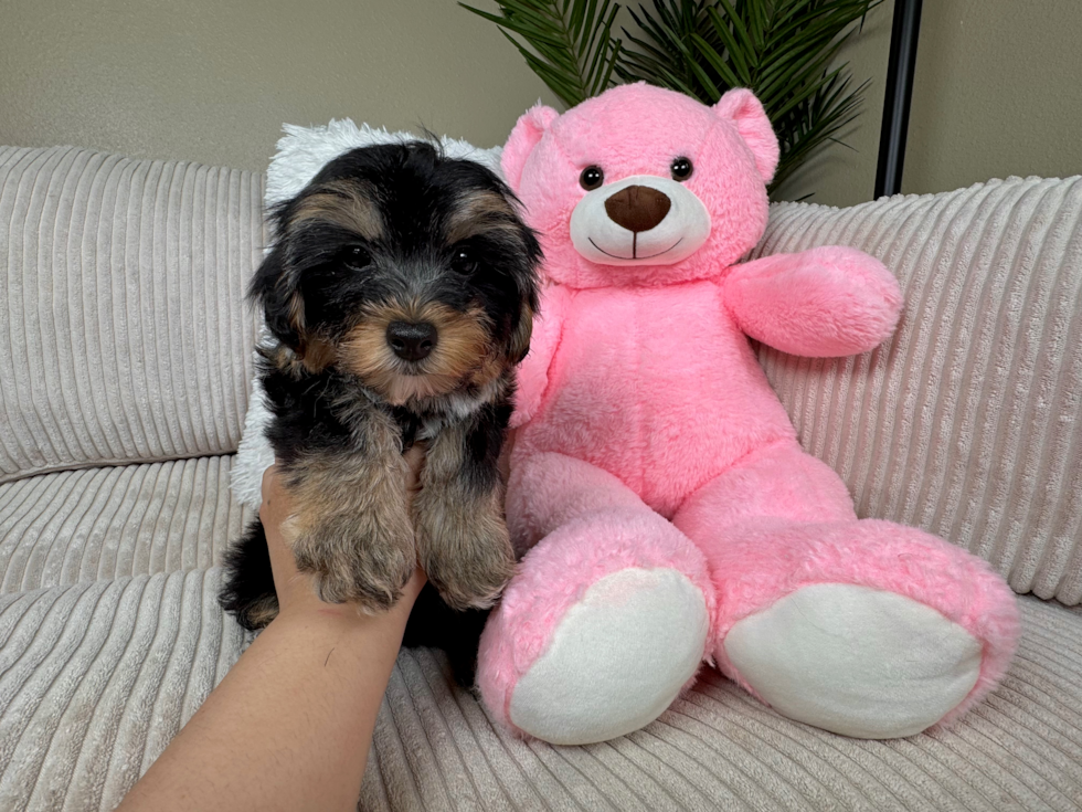 Yorkie Poo Puppy for Adoption