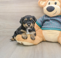 7 week old Yorkie Poo Puppy For Sale - Lone Star Pups