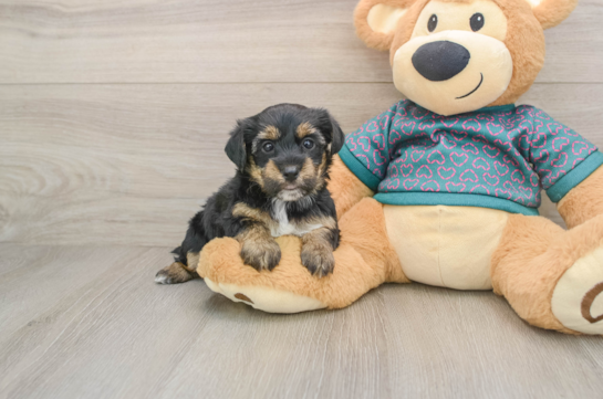 Cute Yorkie Poo Baby