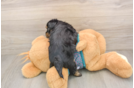 Best Yorkie Poo Baby
