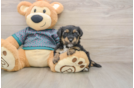 Popular Yorkie Poo Poodle Mix Pup