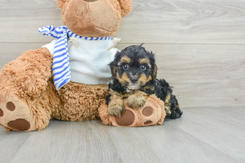 7 week old Yorkie Poo Puppy For Sale - Lone Star Pups