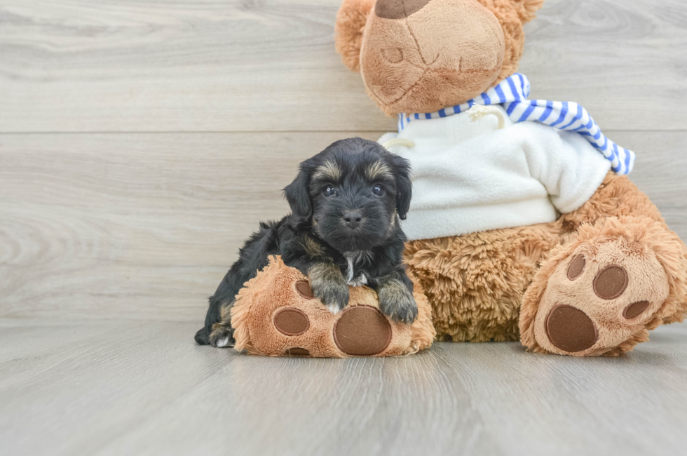 6 week old Yorkie Poo Puppy For Sale - Lone Star Pups