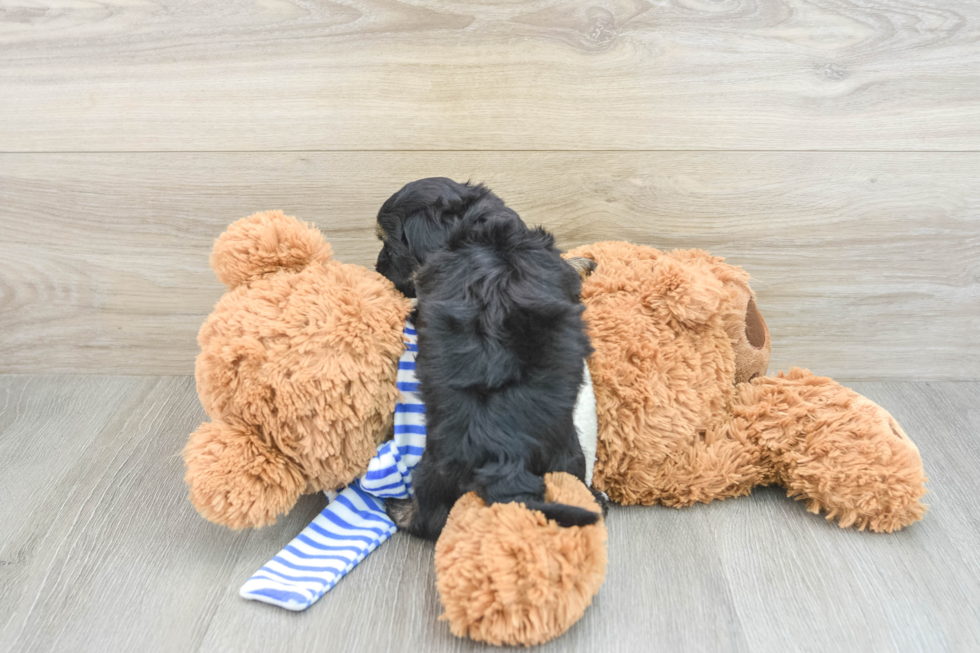 Happy Yorkie Poo Baby