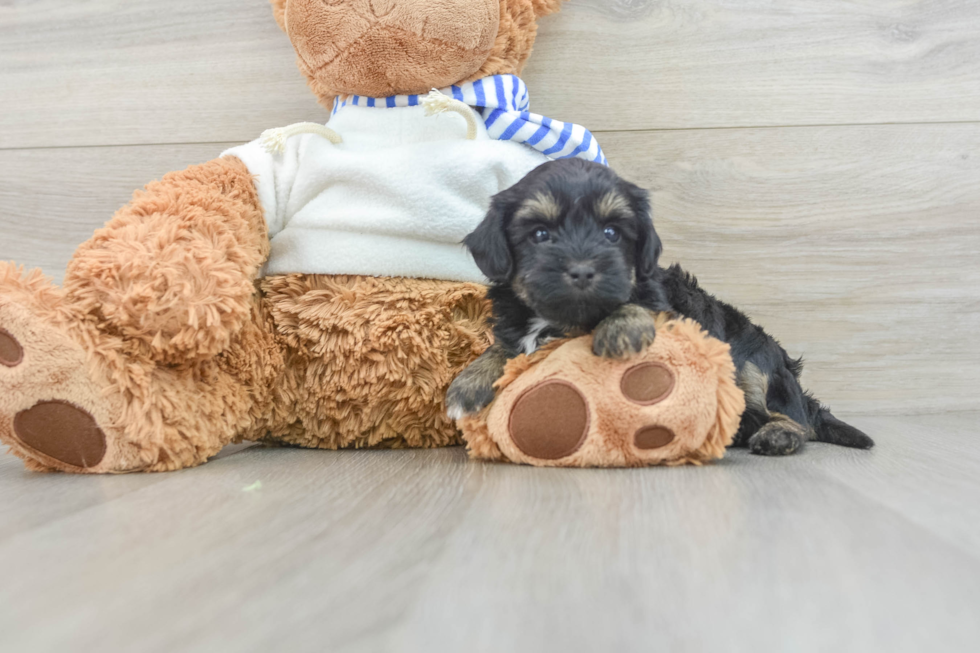 Yorkie Poo Puppy for Adoption