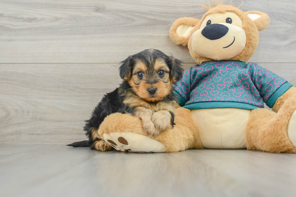 Yorkie Poo Puppy for Adoption