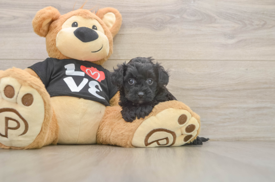 Small Yorkie Poo Baby